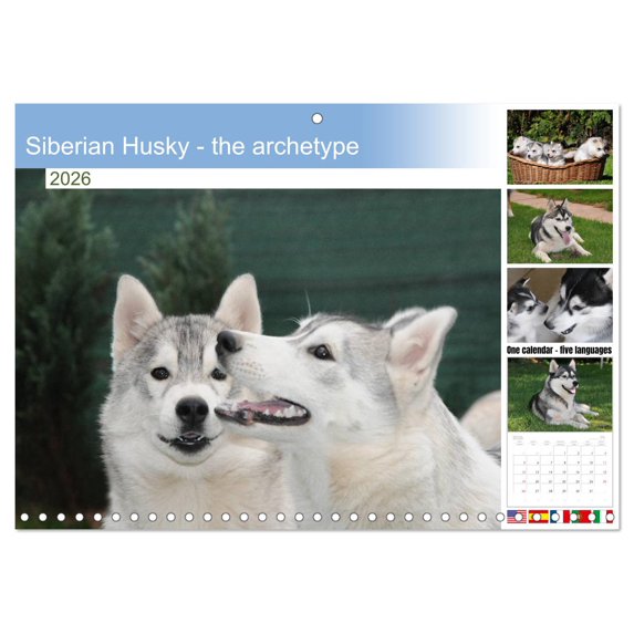 Siberian Husky - the archetype (Monthly Wall Calendar 2026 16.5 x 23.4 (open)), CALVENDO 14 Month Calendar