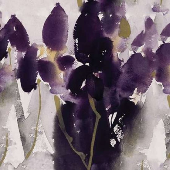 Siberian Iris Canvas Art - David Ross (24 x 24)