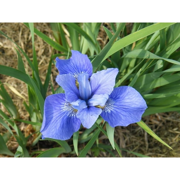 Siberian Iris Flower Plants, Fresh Rootstock, Stunning Color Pennial Flower Plants to Grow (1 Plant)