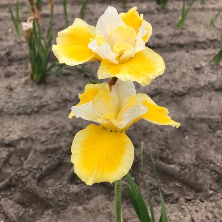 Siberian Iris Peacock Butterfly Solar Energy 1 rhizome - Spring Yellow Blooms
