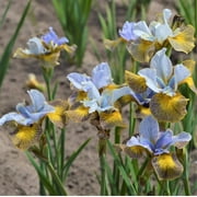 Siberian Iris Peacock Butterfly Uncorked 1 rhizome - Spring Blue & Yellow Blooms
