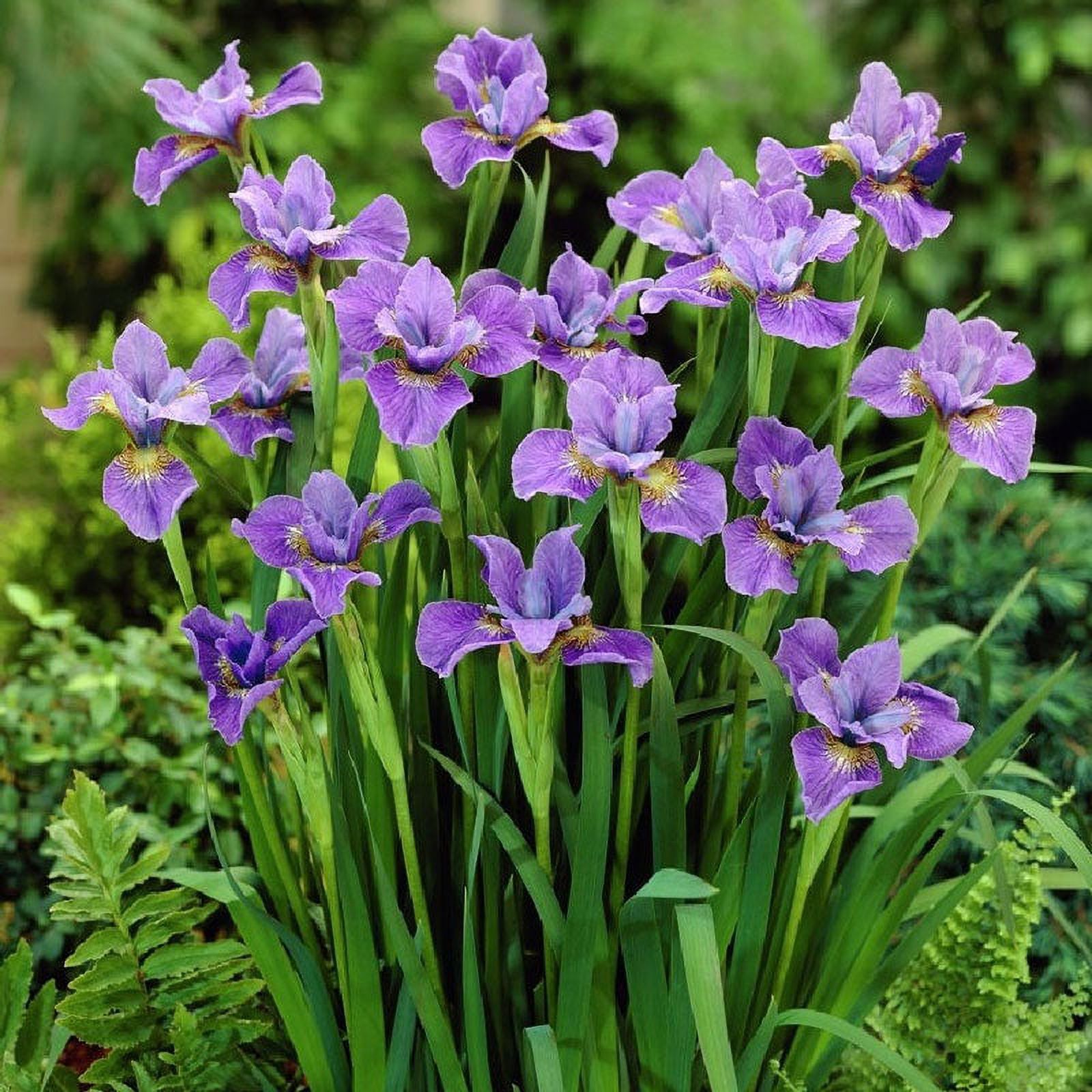 Siberian Iris Roots Purple 10 Roots Purple Flower Bulbs, Root