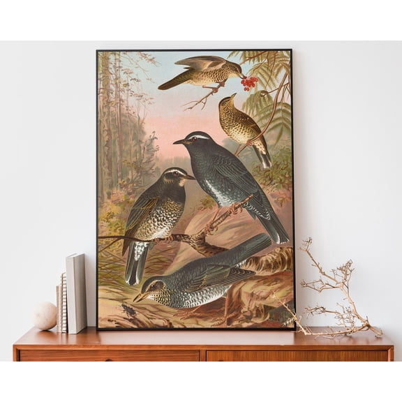 Siberian Thrush Illustration Art Print, Johann Friedrich Naumann Print, Vintage Bird Boho Wall Art Wall Art, Modern Wall Decor, 16x24 UNFRAMED