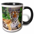 thumbnail image 1 of 3drose, Siberian Tiger, 15oz Two-tone Black Mug, 1 of 6