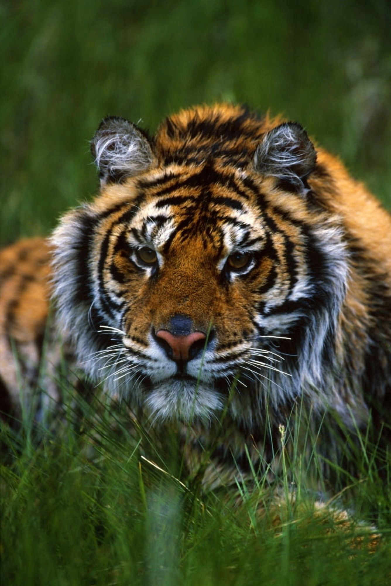 Siberian Tiger In Grass Canvas Art - Natural Selection David Ponton Design Pics (12 x 18)