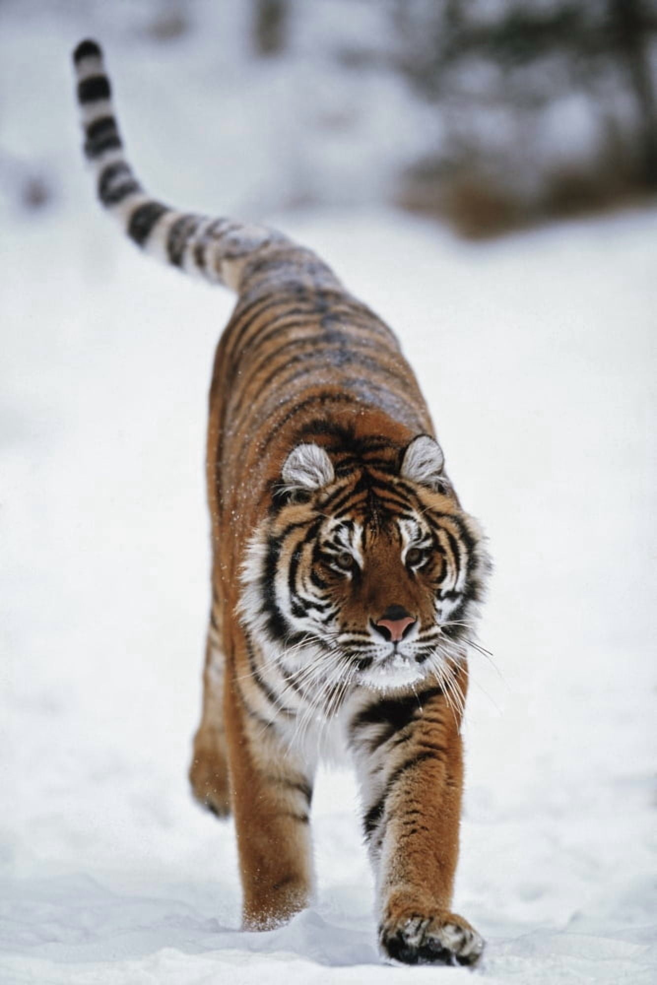 Siberian Tiger In Snow Canvas Art - David Ponton Design Pics (24 x 38)