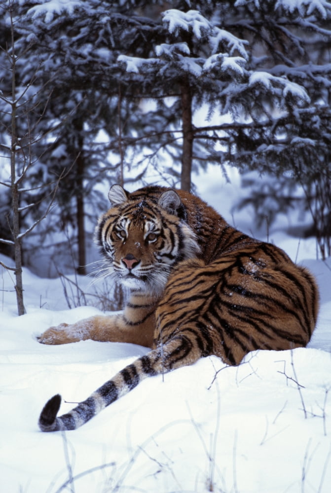 Siberian Tiger Lying On Mound Of Snow In Forest Canvas Art - Natural Selection David Ponton Design Pics (12 x 18)