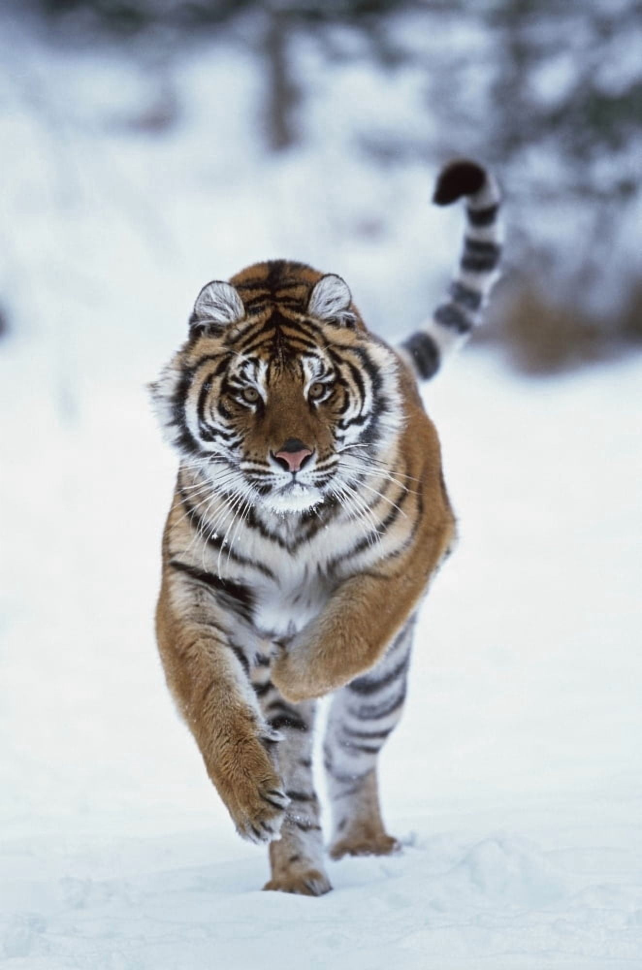 Siberian Tiger (Panthera Tigris Altaica) Running In The Snow Canvas Art - David Ponton  Design Pics (12 x 19)