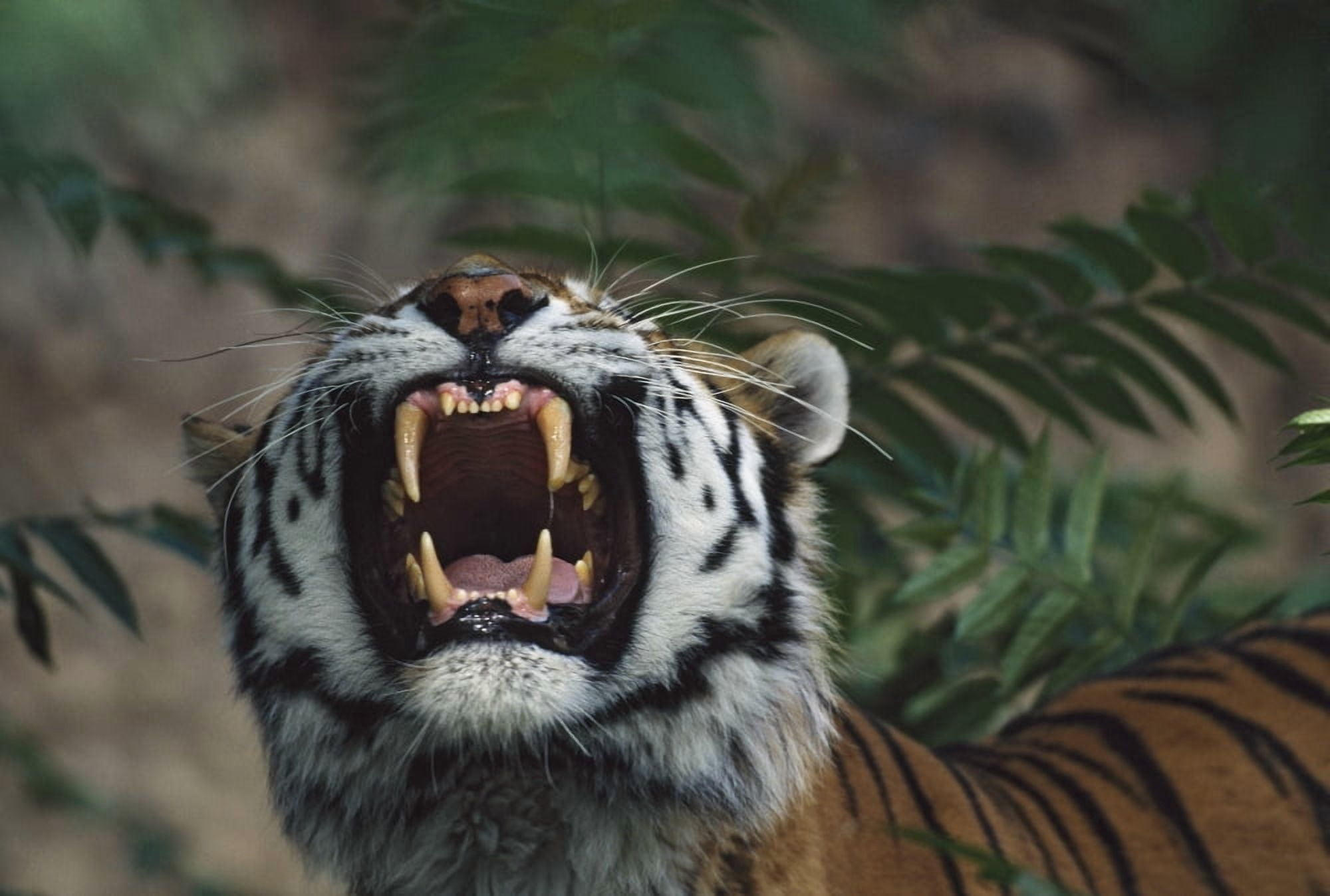 Siberian Tiger (Panthera Tigris) Bares Fangs Canvas Art - David Ponton Design Pics (18 x 12)