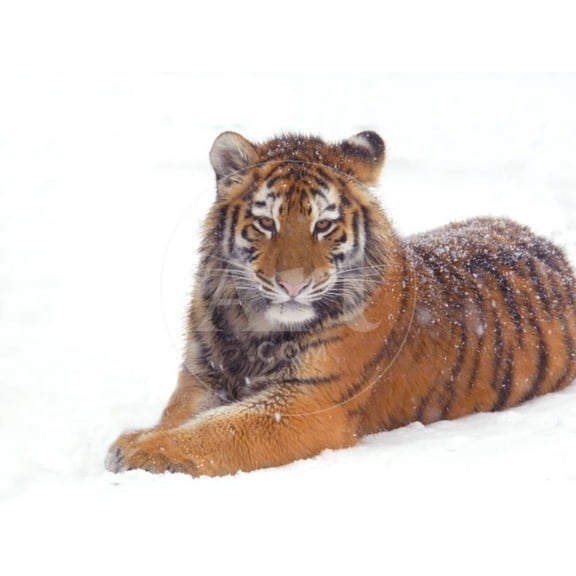 Siberian Tiger in Snow, Animals Unframed Photographic Print Wall Art by Edwin Giesbers Sold by ArtCom
