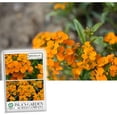 thumbnail image 1 of Siberian Wallflower, 400 Flower Seeds, Non-GMO, Isla's Garden Seeds, 1 of 7