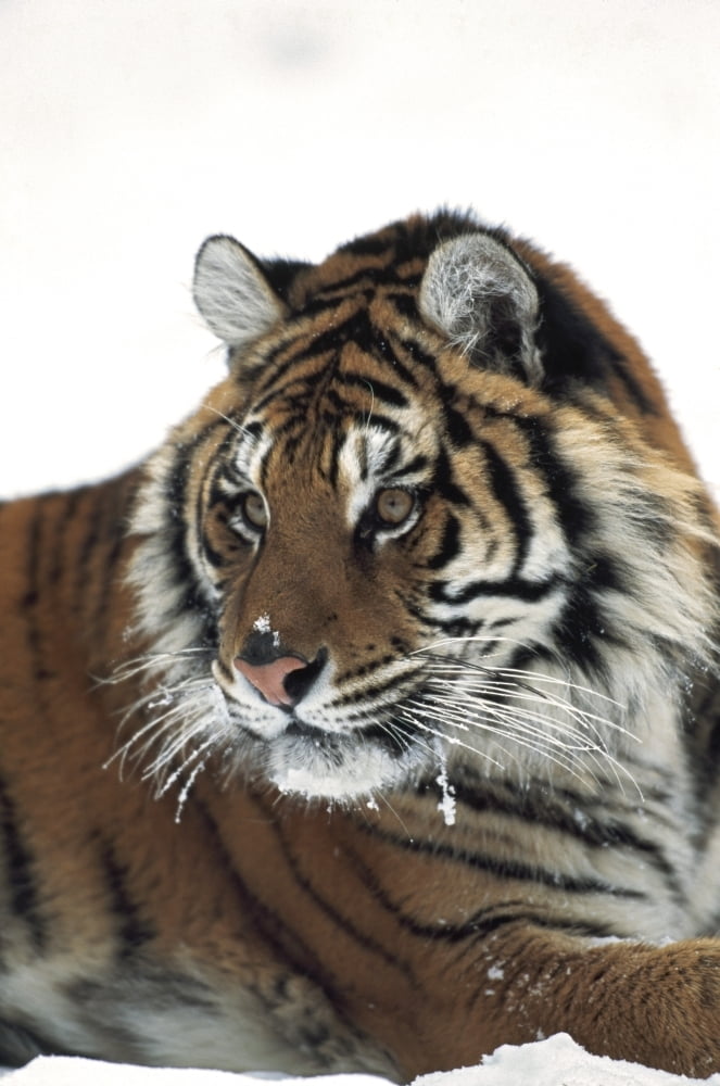 Siberian tiger (Panthera tigris altaica) portrait with bits of snow on face and whiskers Canvas Art - David Ponton Design Pics (12 x 19)