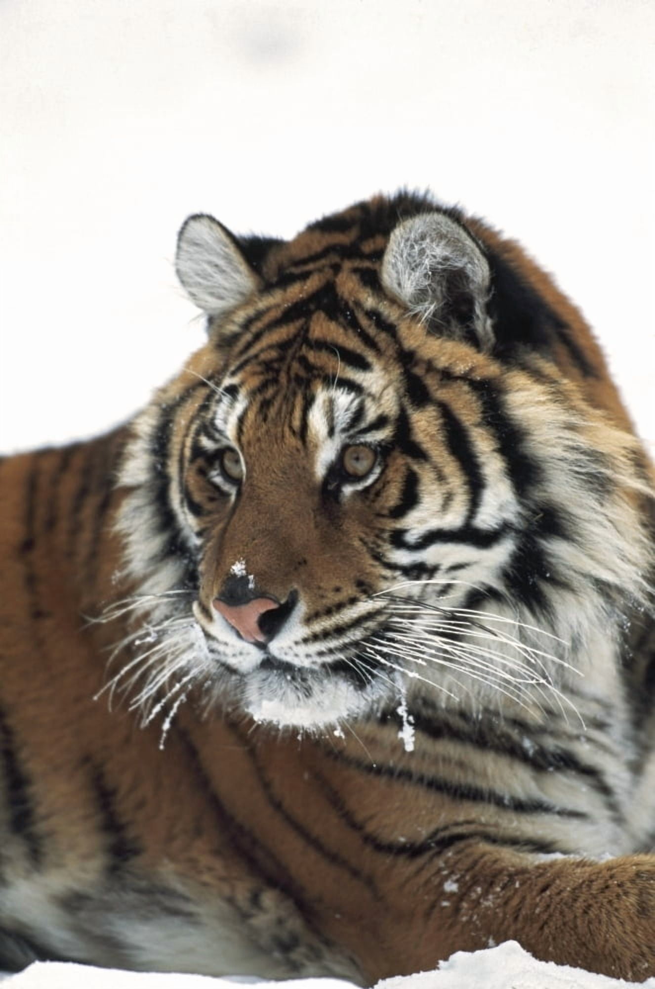 Siberian tiger (Panthera tigris altaica) portrait with bits of snow on face and whiskers Canvas Art - David Ponton Design Pics (24 x 38)
