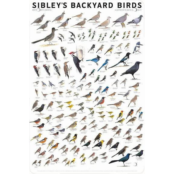 Sibley Backyard Birds Western North America Chart Poster Metal Tin Sign Wall Decor Fun Decoration for Home Kitchen Bar Room Garage Vintage Retro Plaque 12x8 Inch