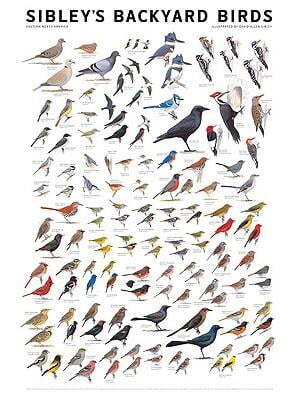 Sibley Illustrated Poster of Eastern North America Backyard Birds