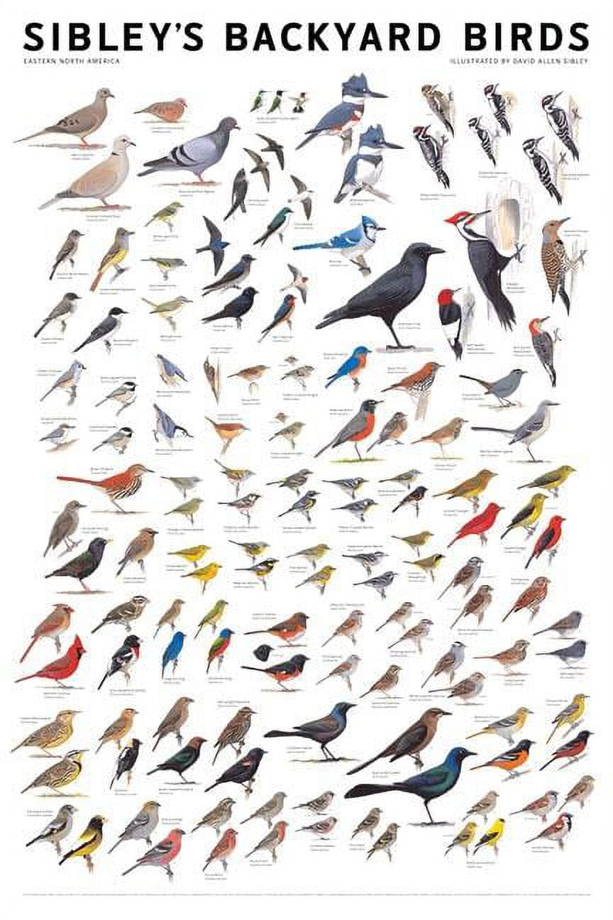 Sibley Illustrated Poster of Eastern North America Backyard Birds
