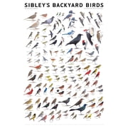 Sibley Backyard Birds Eastern North America, Hardcover
