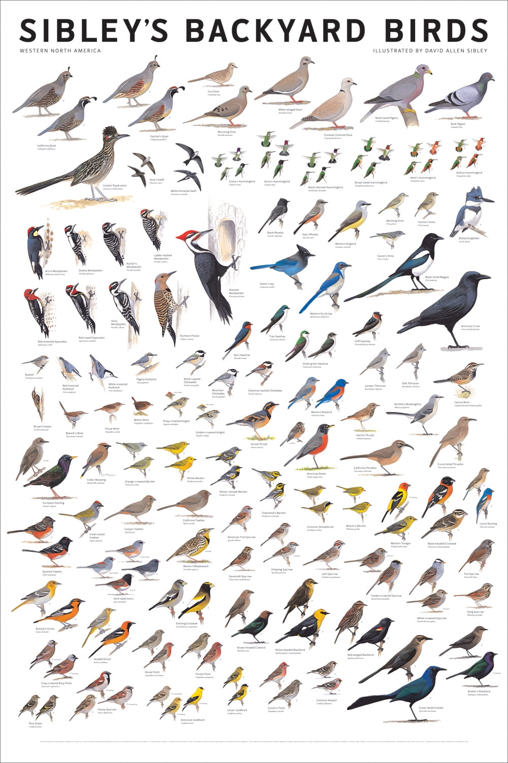 Sibley's Backyard Birds Poster of Western North America