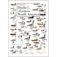 thumbnail image 1 of Sibley's Ducks, Geese & Swans Of Eastern North America - Poster Student Animal Poster Birthday Gift Children's Room Poster Bedroom Decor Office Decor Gifts, 1 of 1
