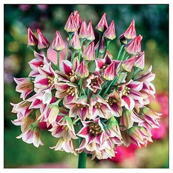 Sicilian Honey Lily Bulbs - Two Bulbs - Beautiful Flowers, Deer Resistant