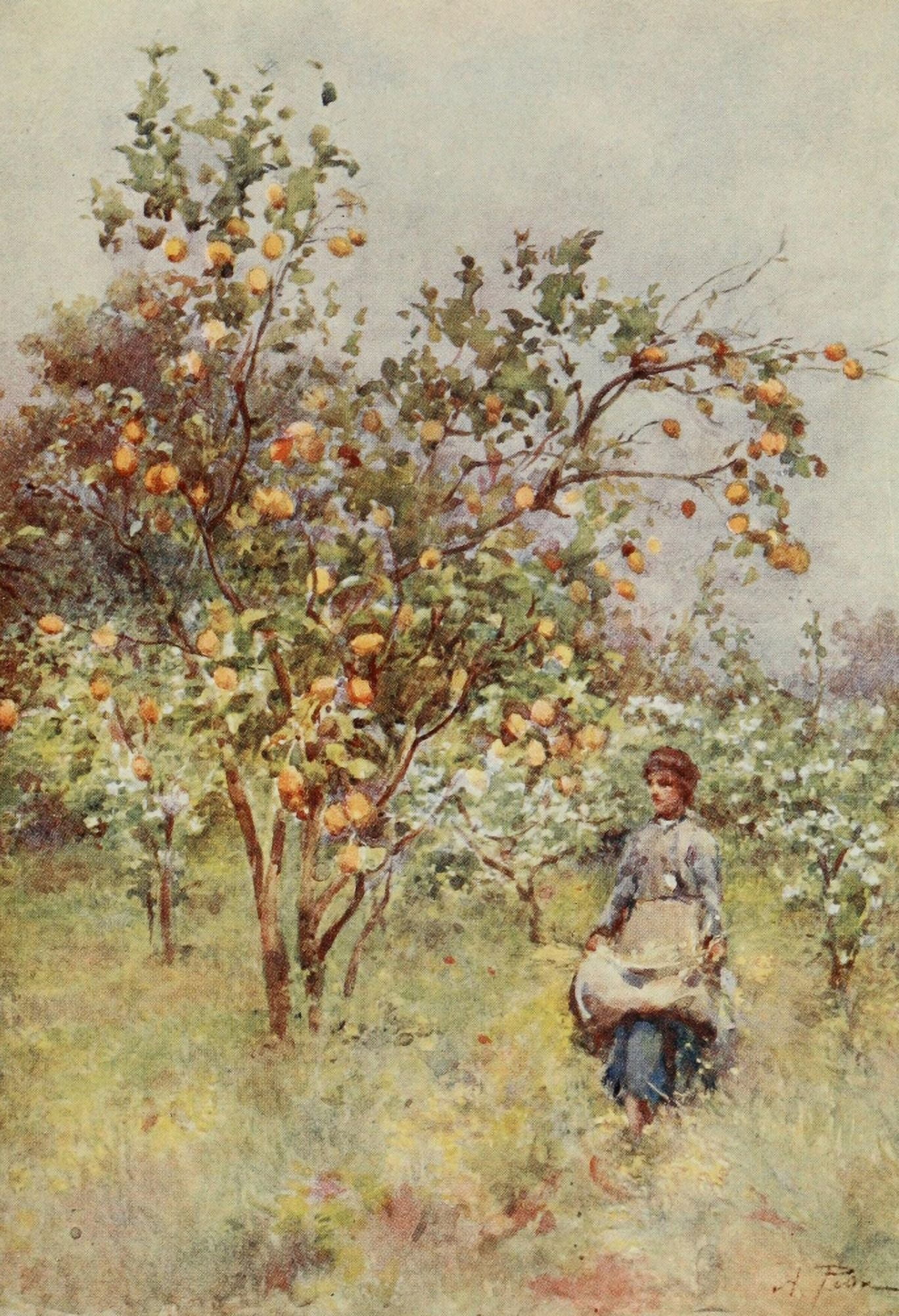 Sicily 1911 Lemon trees Spring Canvas Art - Alberto Pisa (24 x 36)
