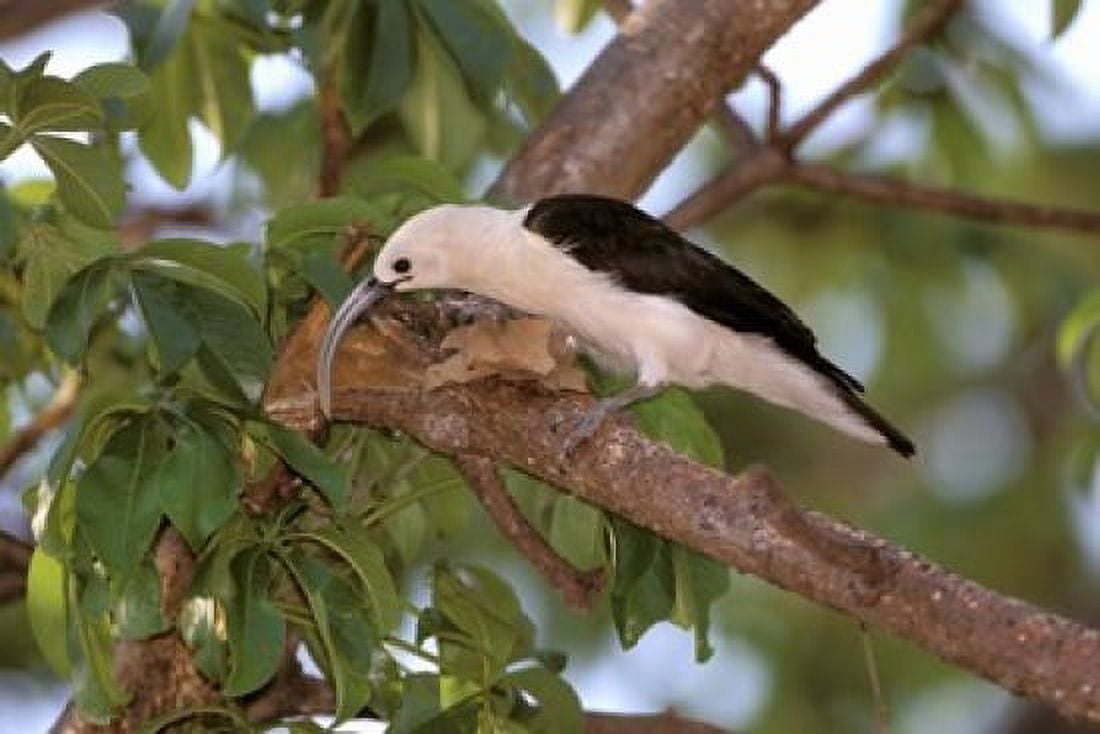 Sickle-billed Vanga Katsepy Madagascar Canvas Art - Pete Oxford DanitaDelimont (35 x 24)