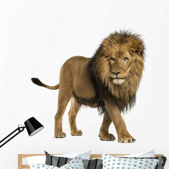 Side Lion Walking Wall Decal by Wallmonkeys Peel and Stick Graphic (48 in W x 48 in H) WM60650