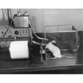 thumbnail image 1 of Side Profile of a Rat in an Experimental Box Poster Print - 18 x 24 in., 1 of 1