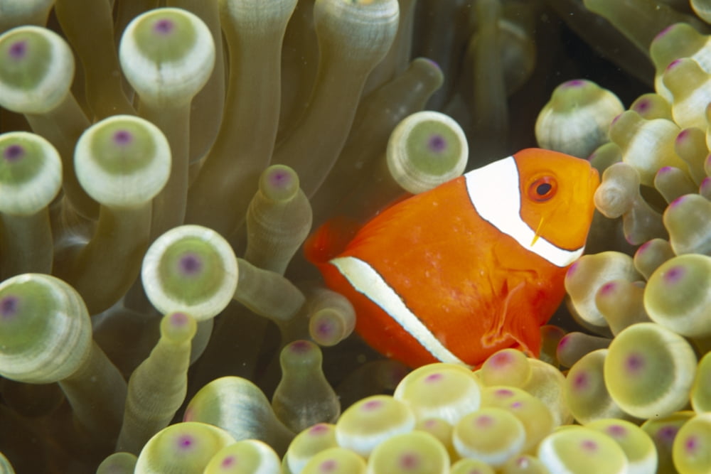 Side View Of A Spinecheek Clownfish White Striped (Premnas Biaculeatus) Canvas Art - Dave Fleetham Design Pics (19 x 12)