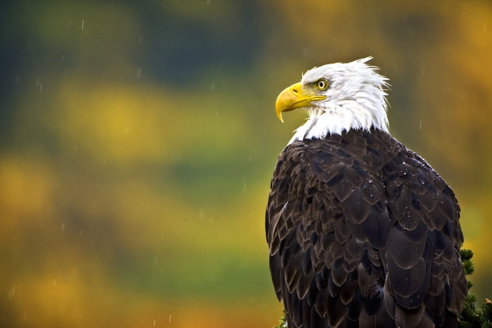 Side View Of American Bald Eagle Canvas Art - Richard Wear Design Pics (36 x 24)