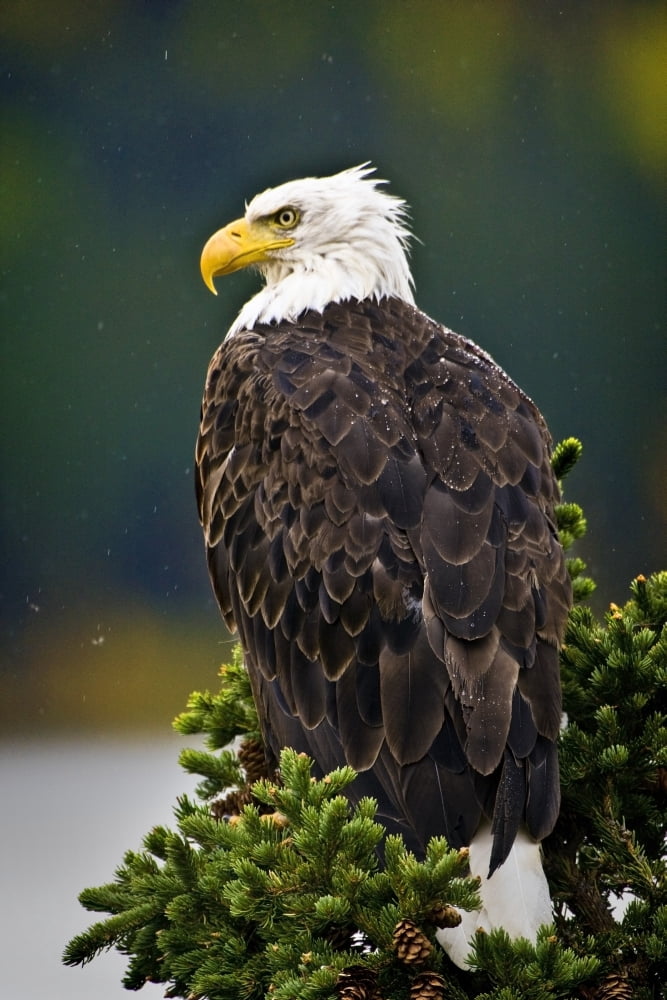 Side View Of American Bald Eagle Perched On Evergreen Branch Canvas Art - Richard Wear Design Pics (24 x 36)