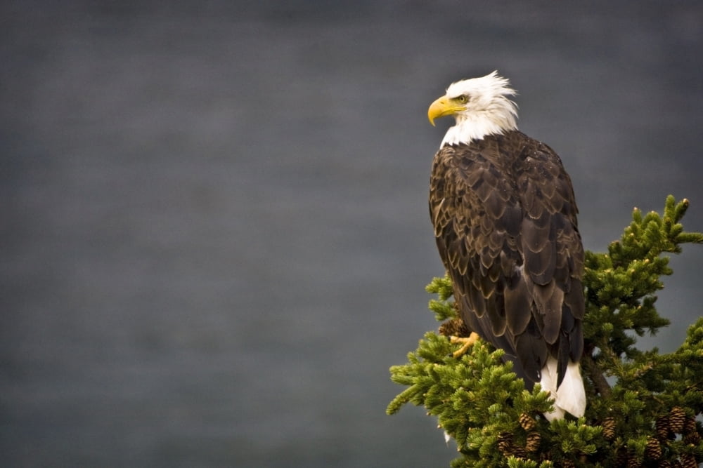 Side View Of American Bald Eagle Perched On Evergreen Branch Canvas Art - Richard Wear Design Pics (34 x 22)