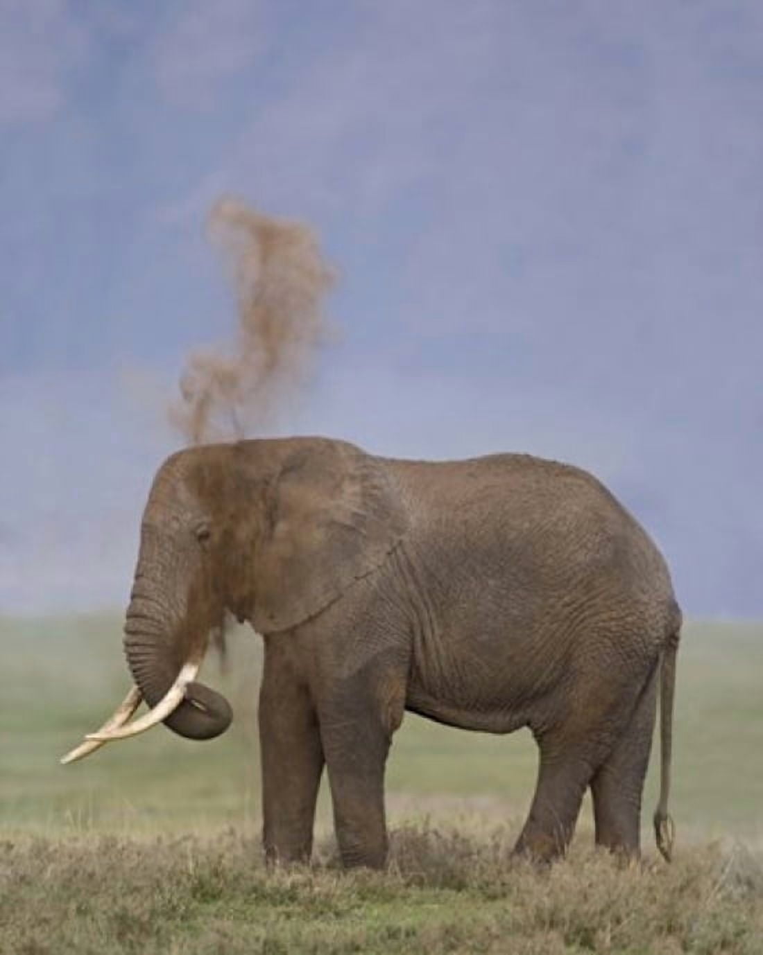 Side profile of an African elephant standing in a field Ngorongoro Crater Arusha Region Tanzania (Loxodonta africana) Canvas Art - Panoramic Images (20 x 24)