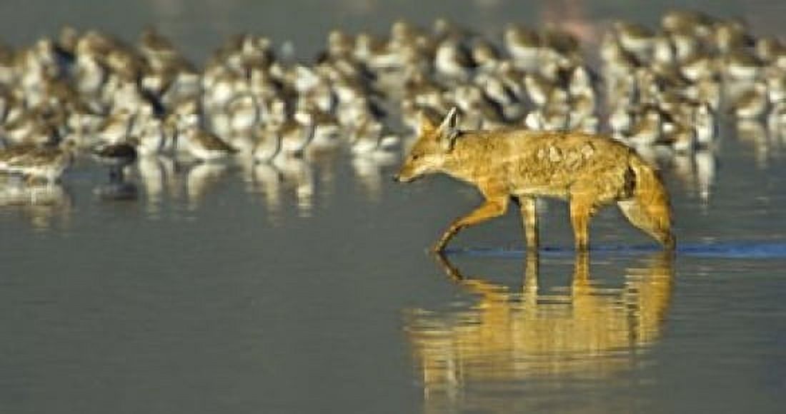 Side profile of a Golden jackal wading in water Ngorongoro Conservation Area Arusha Region Tanzania (Canis aureus) Canvas Art - Panoramic Images (16 x 9)