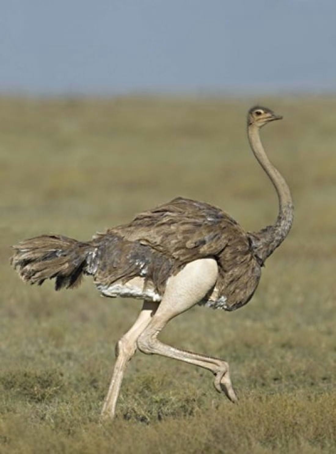 Side profile of an Ostrich running in a field Ngorongoro Conservation Area Arusha Region Tanzania (Struthio camelus) Canvas Art - Panoramic Images (18 x 24)