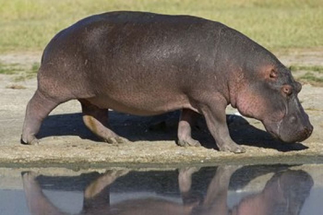 Side profile of a hippopotamus walking Ngorongoro Crater Ngorongoro Conservation Area Tanzania (Hippopotamus amphibius) Canvas Art - Panoramic Images (16 x 11)