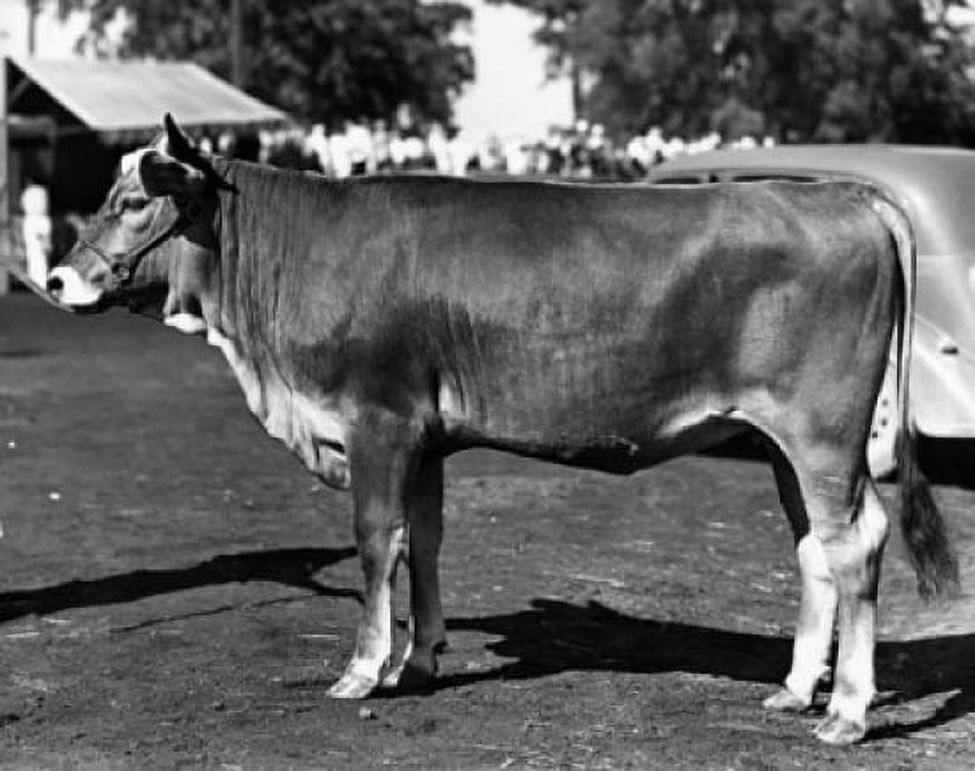 Side profile of a Brown Swiss cow standing at the roadside Canvas Art - (18 x 24)
