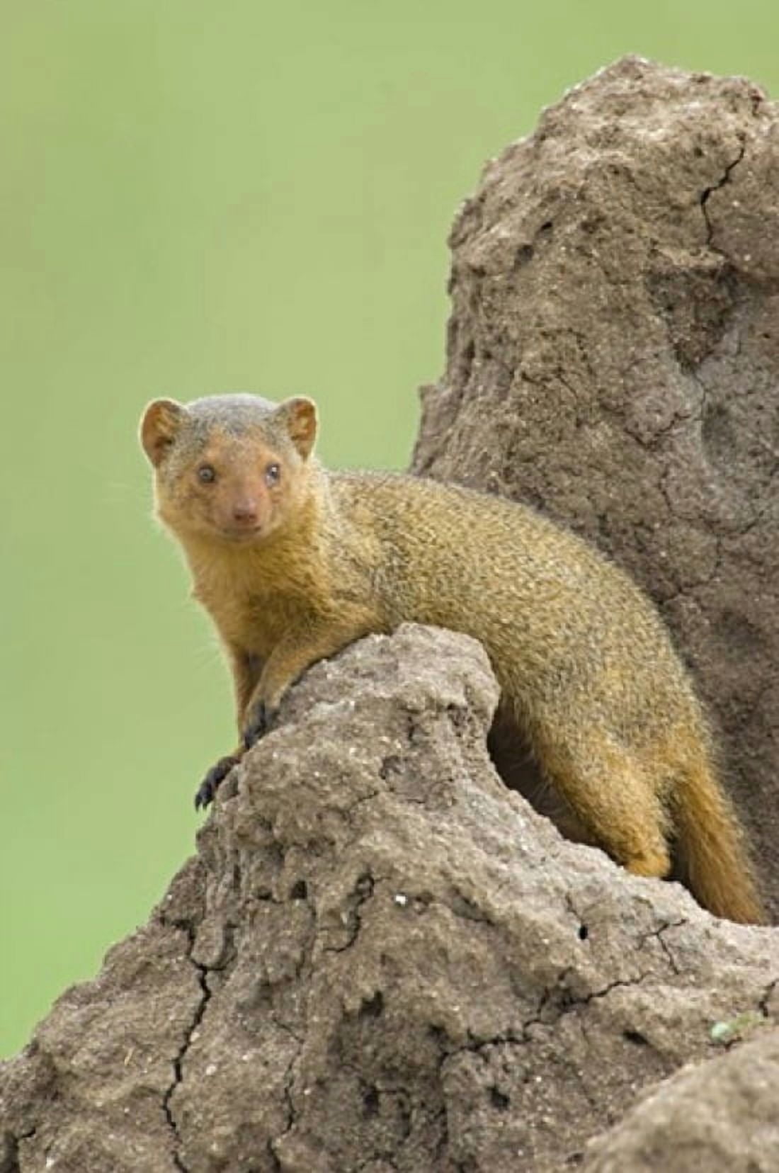 Side profile of a Dwarf mongoose Tarangire National Park Arusha Region Tanzania (Helogale parvula) Canvas Art - Panoramic Images (16 x 24)