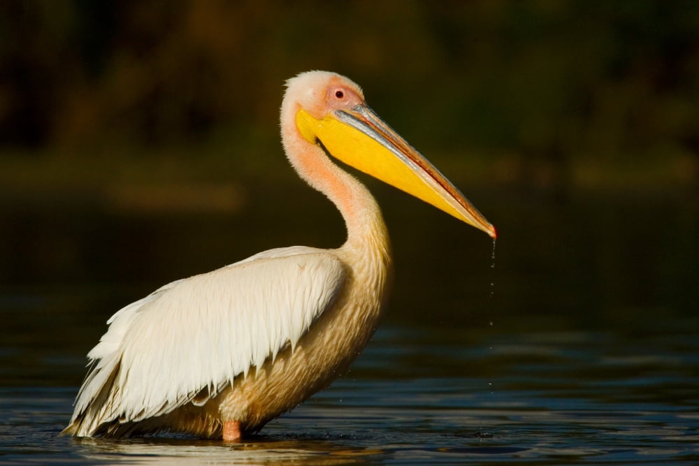Side profile of a Great White Pelican (Pelecanus Onocrotalus) standing in water Lake Naivasha Kenya Canvas Art - Panoramic Images (27 x 9)