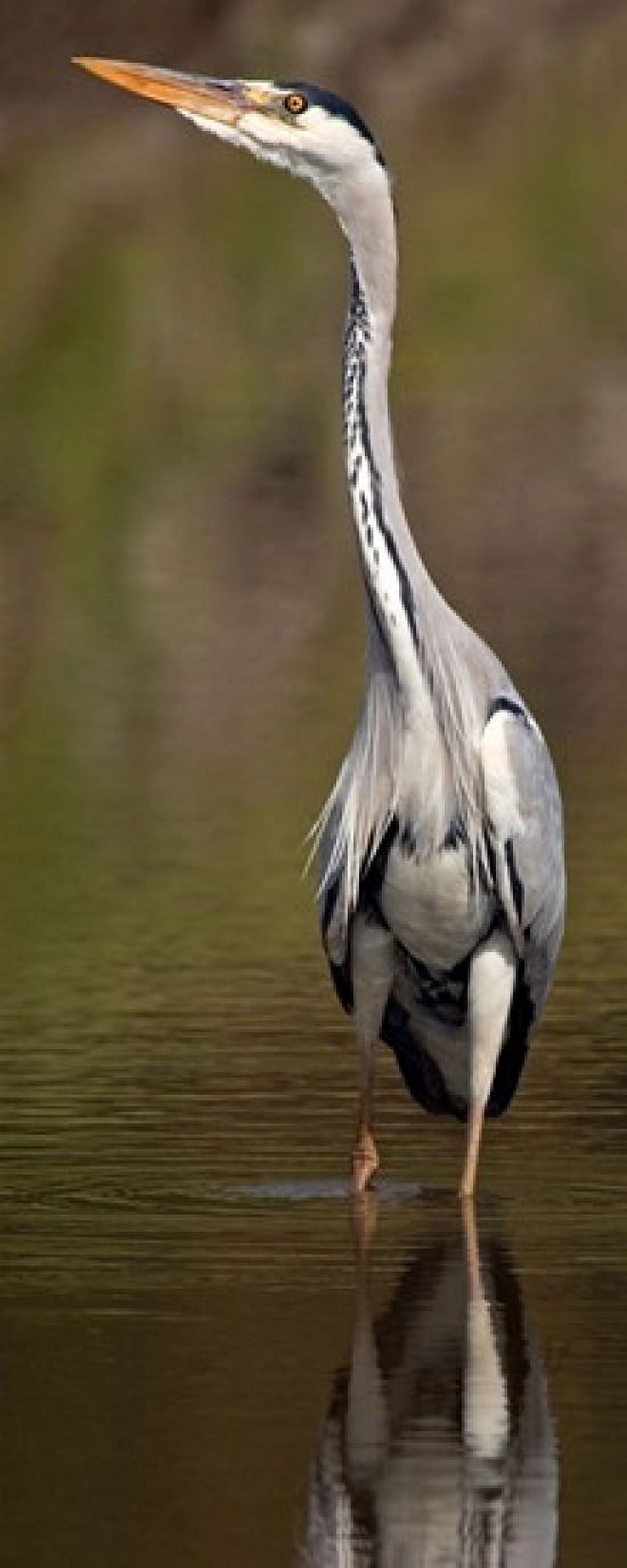 Side profile of a Grey Heron (Ardea Cinerea) preparing to take off Lake Naivasha Kenya Canvas Art - Panoramic Images (15 x 6)