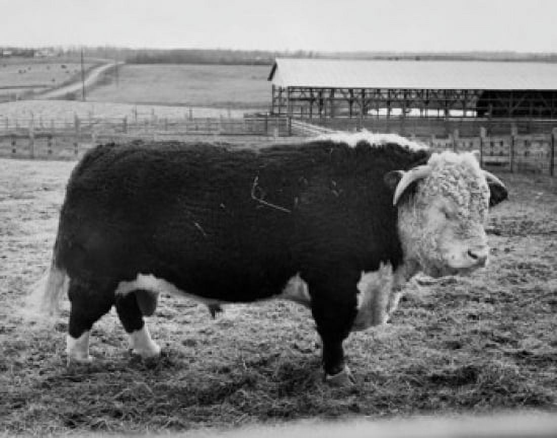Side profile of a Hereford bull standing in a field Canvas Art - (18 x 24)