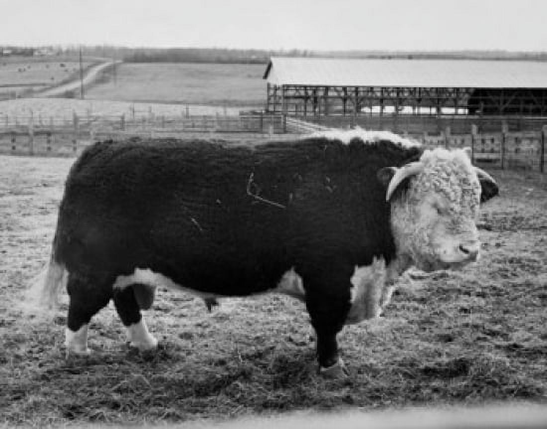 Side profile of a Hereford bull standing in a field Canvas Art - (24 x 36)