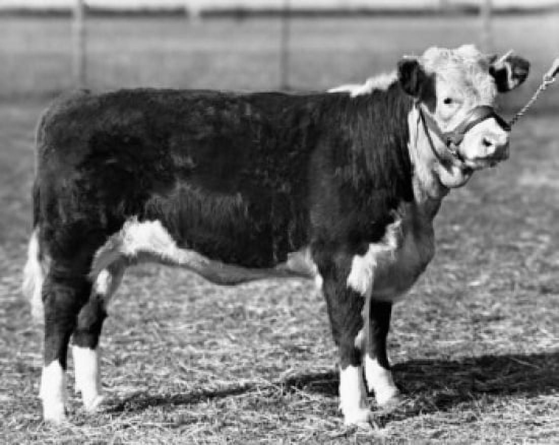 Side profile of a Hereford calf standing in a field Canvas Art - (18 x 24)