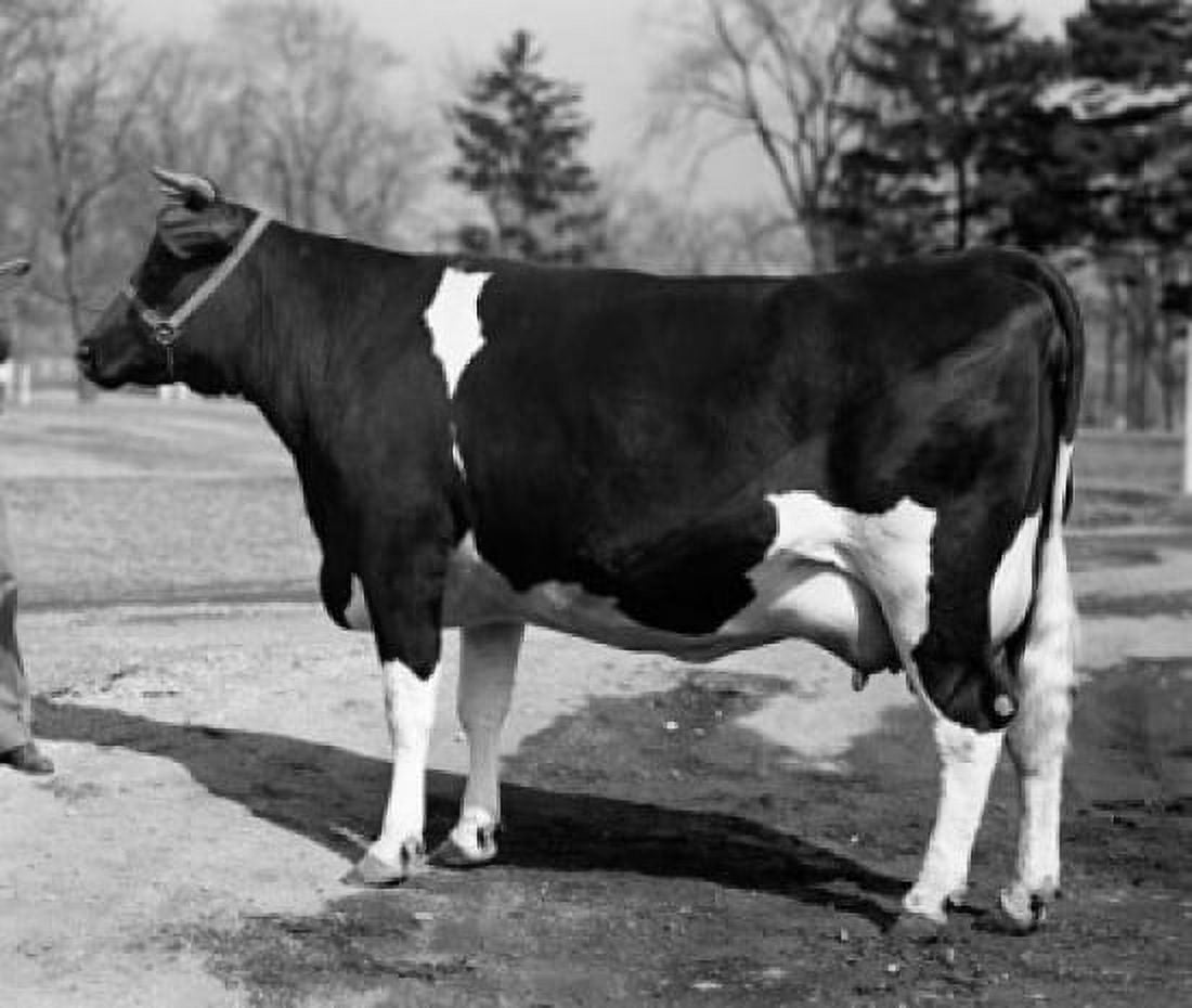 Side profile of a Holstein cow standing in a field Canvas Art - (18 x 24)