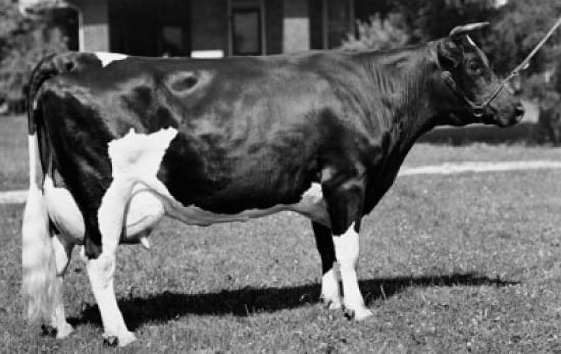 Side profile of a Holstein cow standing in a field Canvas Art - (24 x 36)