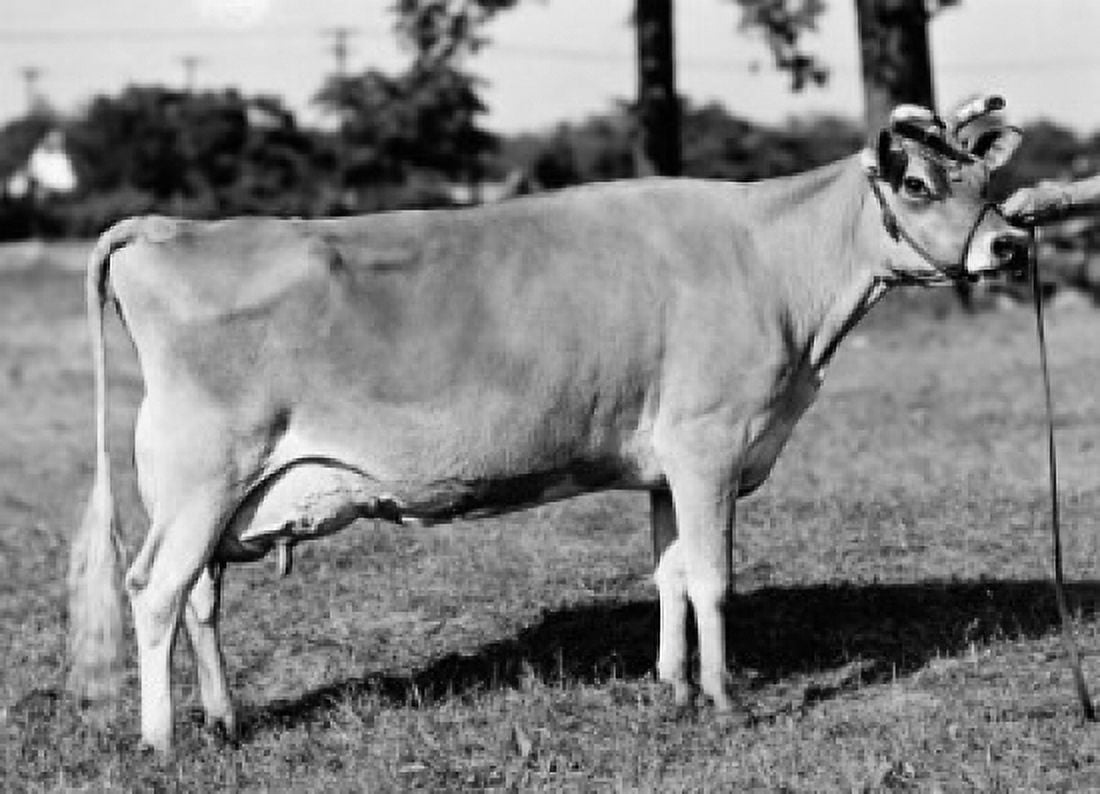 Side profile of a Jersey cow standing in a field Canvas Art - (18 x 24)