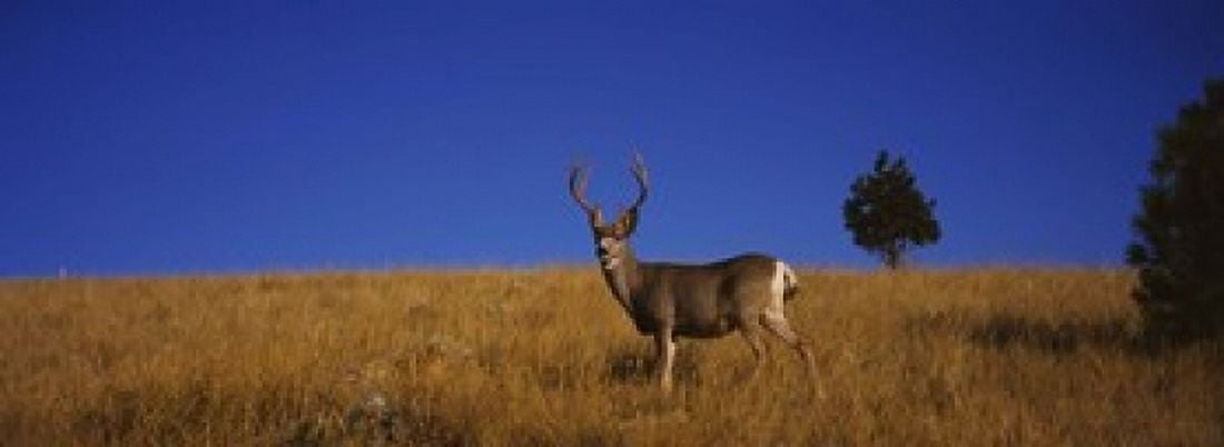Side profile of a Mule deer standing in a field Montana USA Canvas Art - Panoramic Images (18 x 7)
