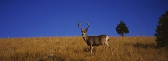 Side profile of a Mule deer standing in a field Montana USA Canvas Art - Panoramic Images (36 x 13)