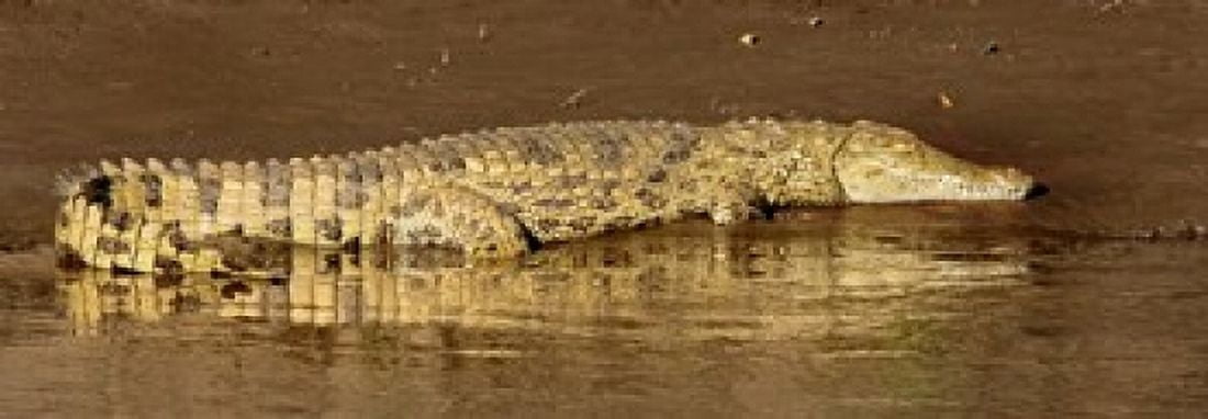Side profile of a Nile Crocodile (Crocodylus Niloticus) Masai Mara National Reserve Kenya Canvas Art - Panoramic Images (18 x 7)