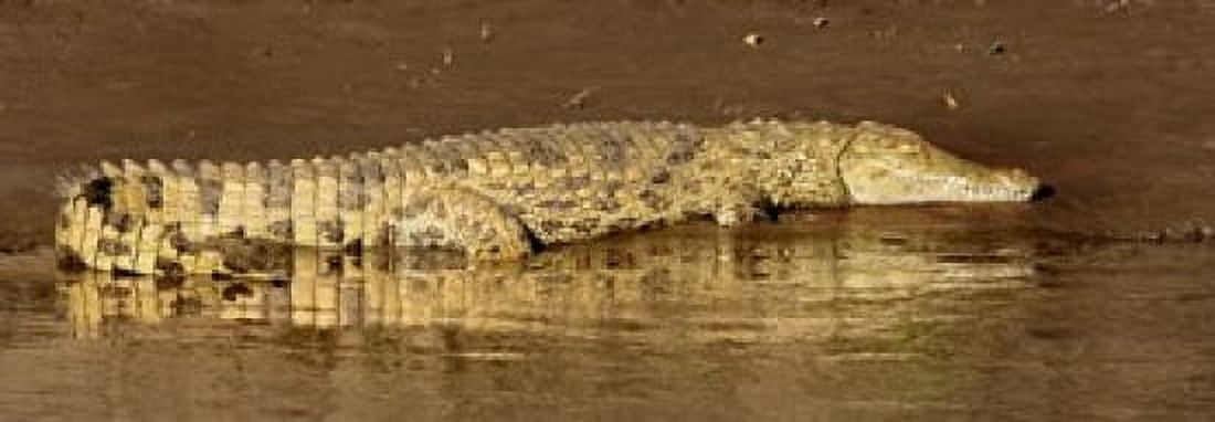 Side profile of a Nile Crocodile (Crocodylus Niloticus) Masai Mara National Reserve Kenya Canvas Art - Panoramic Images (36 x 13)